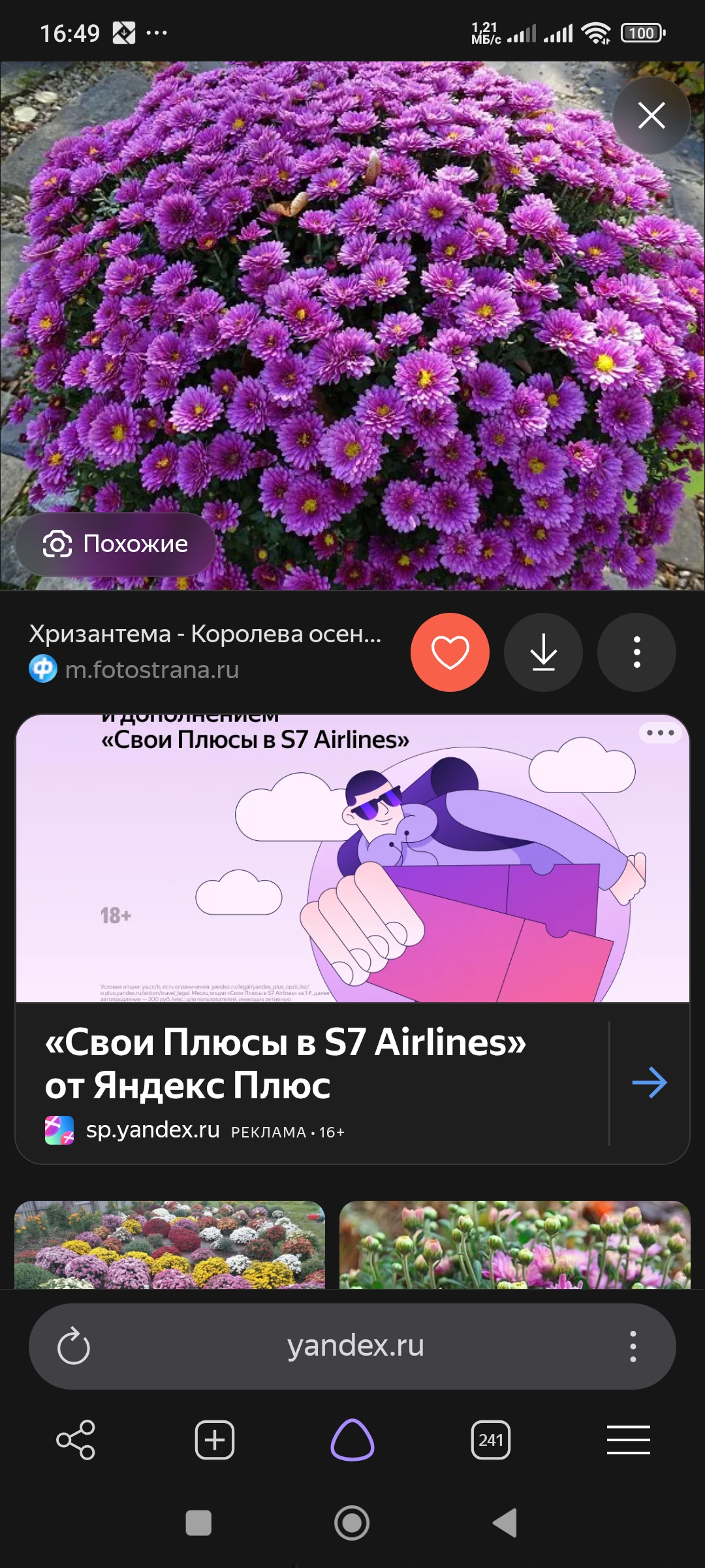 Сентябринка низкорослая шаровидная