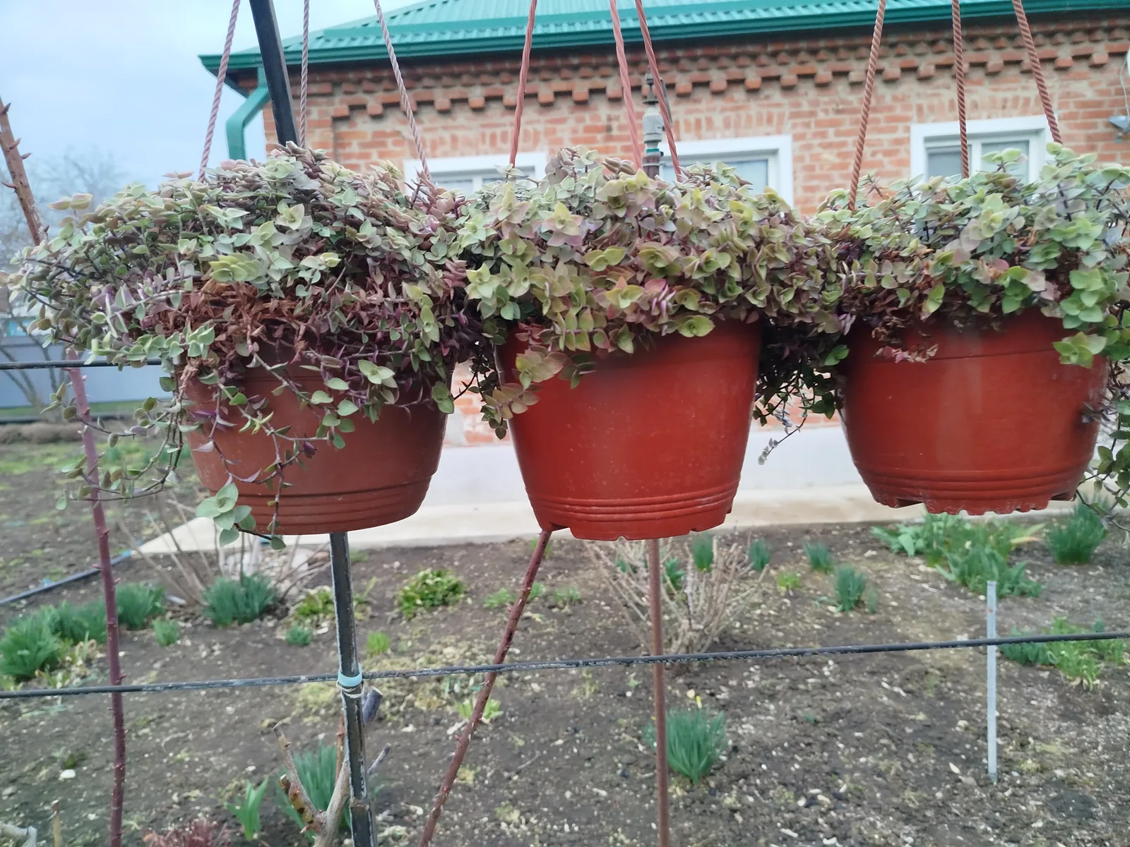 Кализия в подвесных горшках